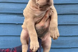 XL AMERICAN BULLY PUPPIES FOR SALE