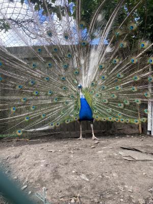 A pair of Indian pied peacock with two chicks for sale | UKPets