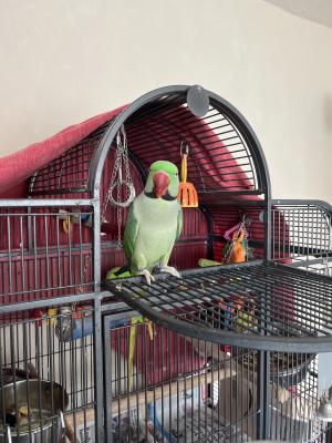 Available Parrots