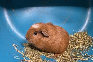 Guinea Pig Online Listings