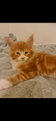 Maine Coon For Sale