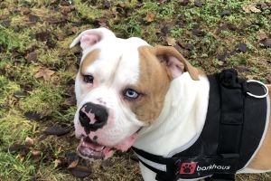 Alapaha Blue Blood Bulldog For Stud in Great Britain