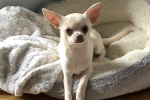 Chihuahua For Stud in Great Britain