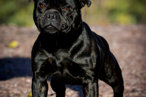 Cute Staffordshire Bull Terrier For Stud