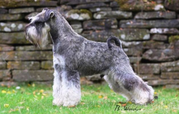 Champion sired Miniature Schnauzer puppies for sale | UKPets