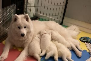 Samoyed For Sale in the UK