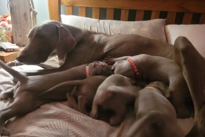 Weimaraners for Rehoming