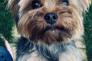 Yorkshire Terrier For Sale in Lodon