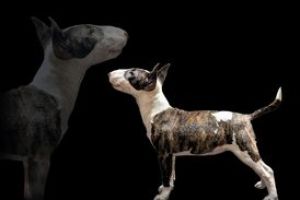 English Bull Terriers For Sale
