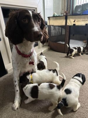 English Springer Spaniels for Rehoming