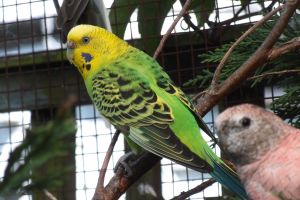 Budgerigars for Rehoming