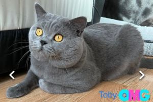 British Shorthair For Stud in Great Britain