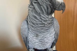 Available African Grey