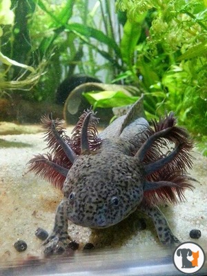 Axolotls For Sale Ukpets