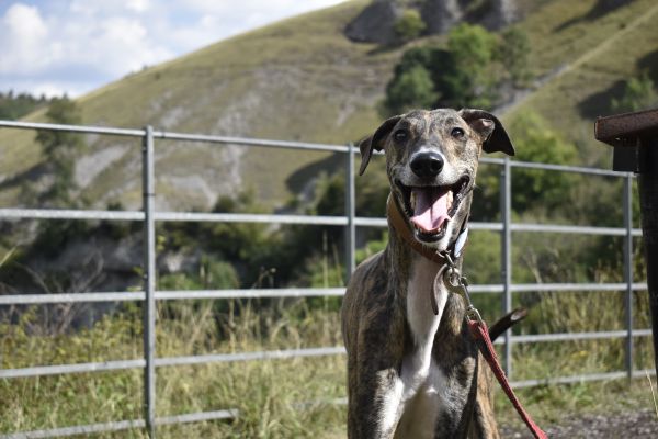 Greyhound Online Listings