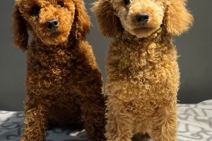 Miniature Poodle Dogs Breed