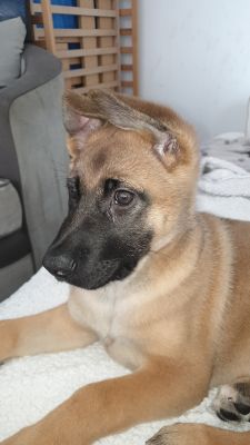 Gsd best sale x akita