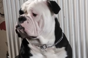 Alapaha Blue Blood Bulldogs for Rehoming