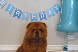 Chow Chow Advertisement UK Pets
