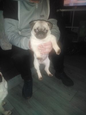 Pug For Sale in the UK