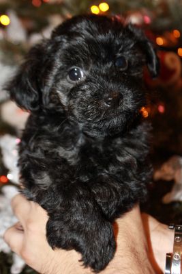 Stunning Very Small Maltipoo Boys! | UKPets