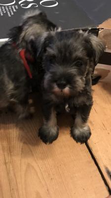 Miniature Schnauzers for Rehoming