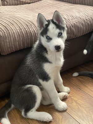 Blue eyed Siberian Husky puppies for sale.READY NOW | UKPets