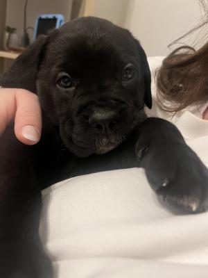 Full Pedigree Cane Corso Puppies 3 Females 