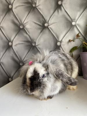 Gorgeous mini lion lop bunny | UKPets