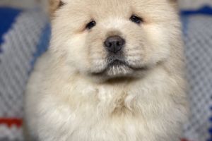 Chow Chow Online Listings