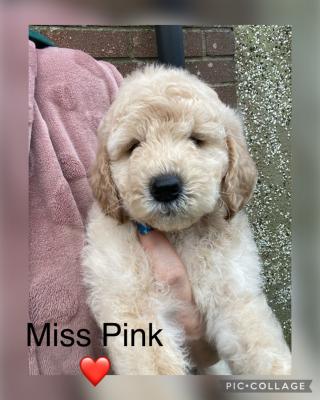 Goldendoodle For Sale in Great Britain