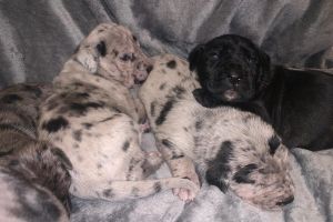 Full Bloodline Merle Cane Corso Puppies for Sale