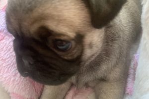 Gorgeous Chunky Pug puppies for sale! **READY NOW!**