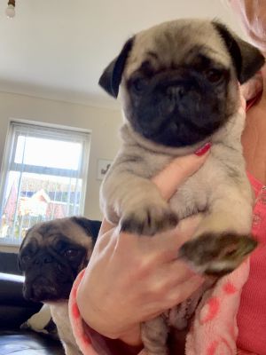 Gorgeous Chunky Pug puppies for sale! **READY NOW!** | UKPets