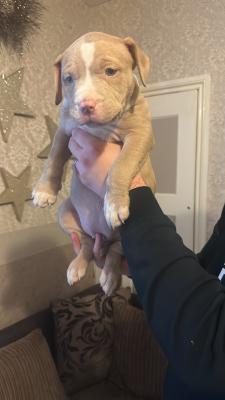 Stunning Abkc American Xl Bullys | UKPets