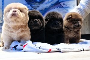 Stunning Chow Chow Puppies Available