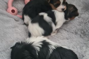 Biewer Terrier For Sale in the UK