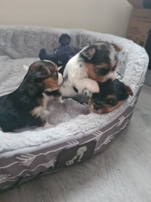 Biewer Terrier For Sale in the UK