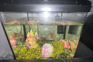 Cold water Fish for sale