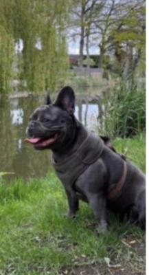 Bulldog For Sale in Great Britain