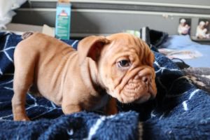 English Bulldog For Sale in Lodon