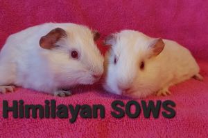 Smooth coated females & Male Guineapigs