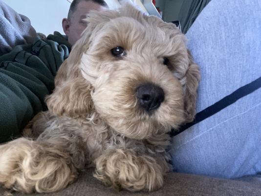 Cockapoo for Rehoming