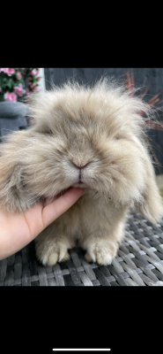 Mini Lion Lop For Sale in the UK