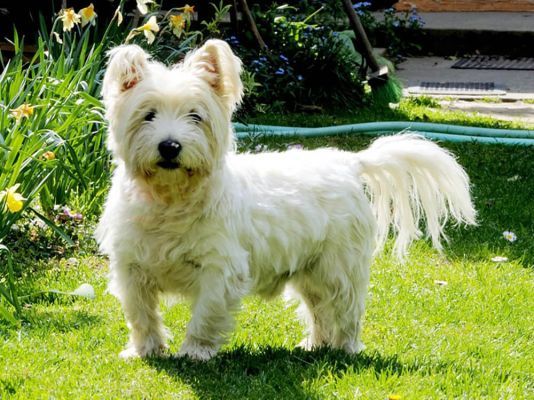 West Highland Terrier Dogs Breed