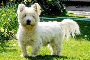 West Highland Terrier Dogs Breed