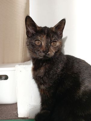 18 week old beautiful female tortoiseshell Domestic shorthair kitten ...