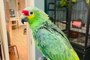 Parrot For Sale in Great Britain
