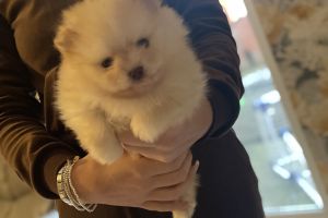 Beautiful Tiny Pomeranian Puppies for Sale