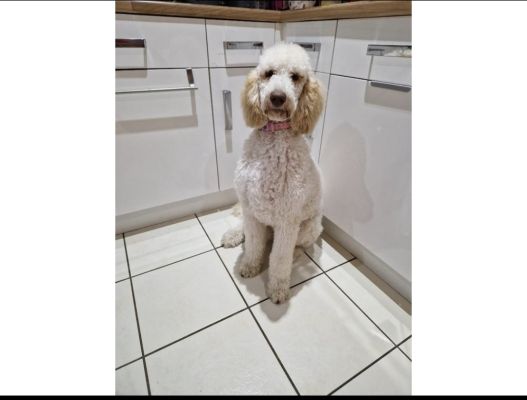 Poodle For Sale in the UK